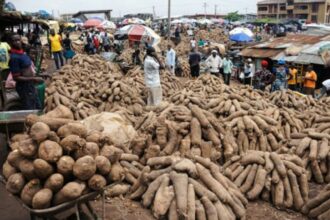 Zaki Biam: The biggest yam market in the world, where over 2 million tubers of yam are sold weekly
