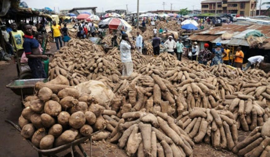 Zaki Biam: The biggest yam market in the world, where over 2 million tubers of yam are sold weekly