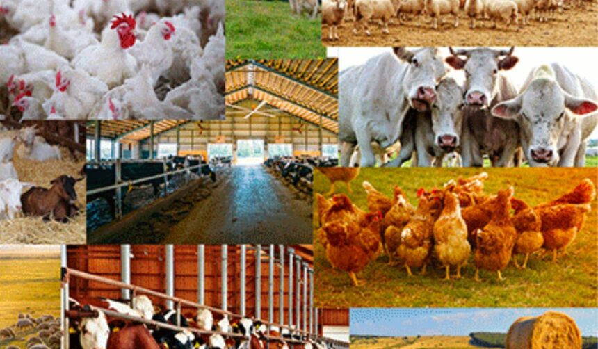 Gombe Sets to Launch Livestock Production Support Project