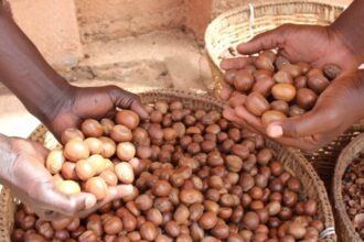 Nigeria emerges as world's largest shea nut producer