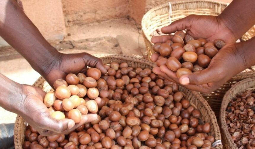 Nigeria emerges as world's largest shea nut producer