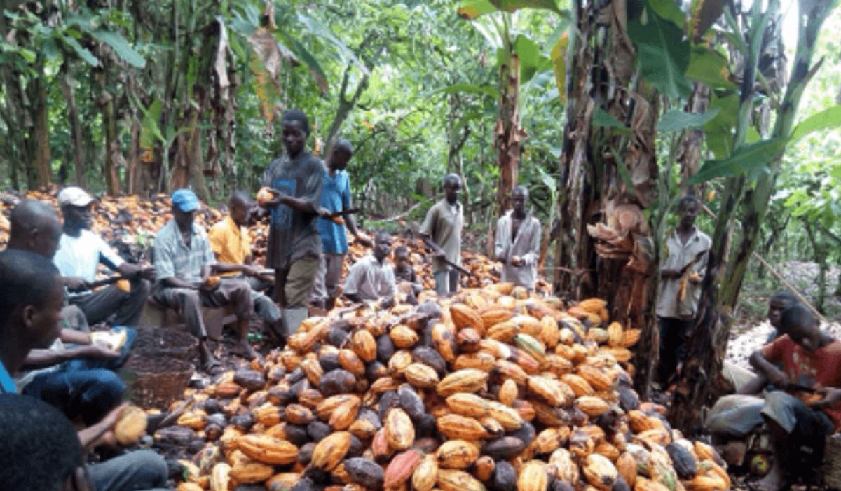 Nigerian Govt To Boost Cocoa Production To 500,000 Metric Tonnes By
