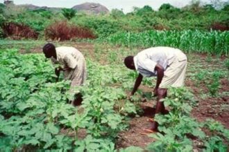 FG to Launch Agricultural Policy Mechanism to Boost Food Production