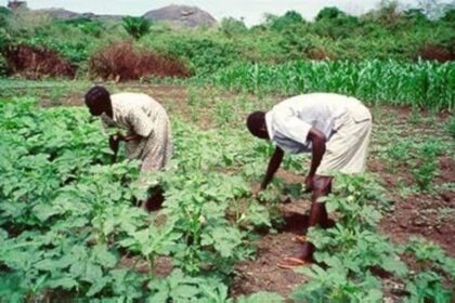 FG to Launch Agricultural Policy Mechanism to Boost Food Production