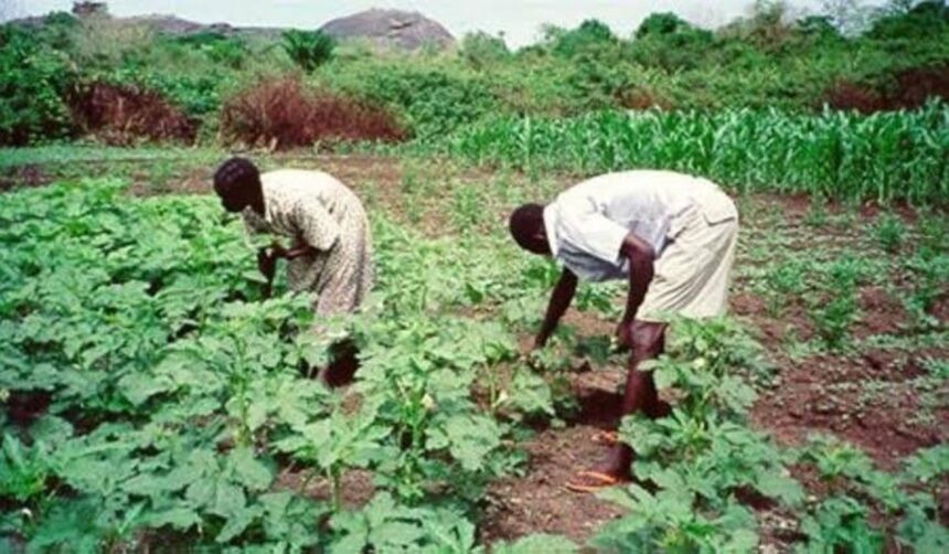 FG to Launch Agricultural Policy Mechanism to Boost Food Production