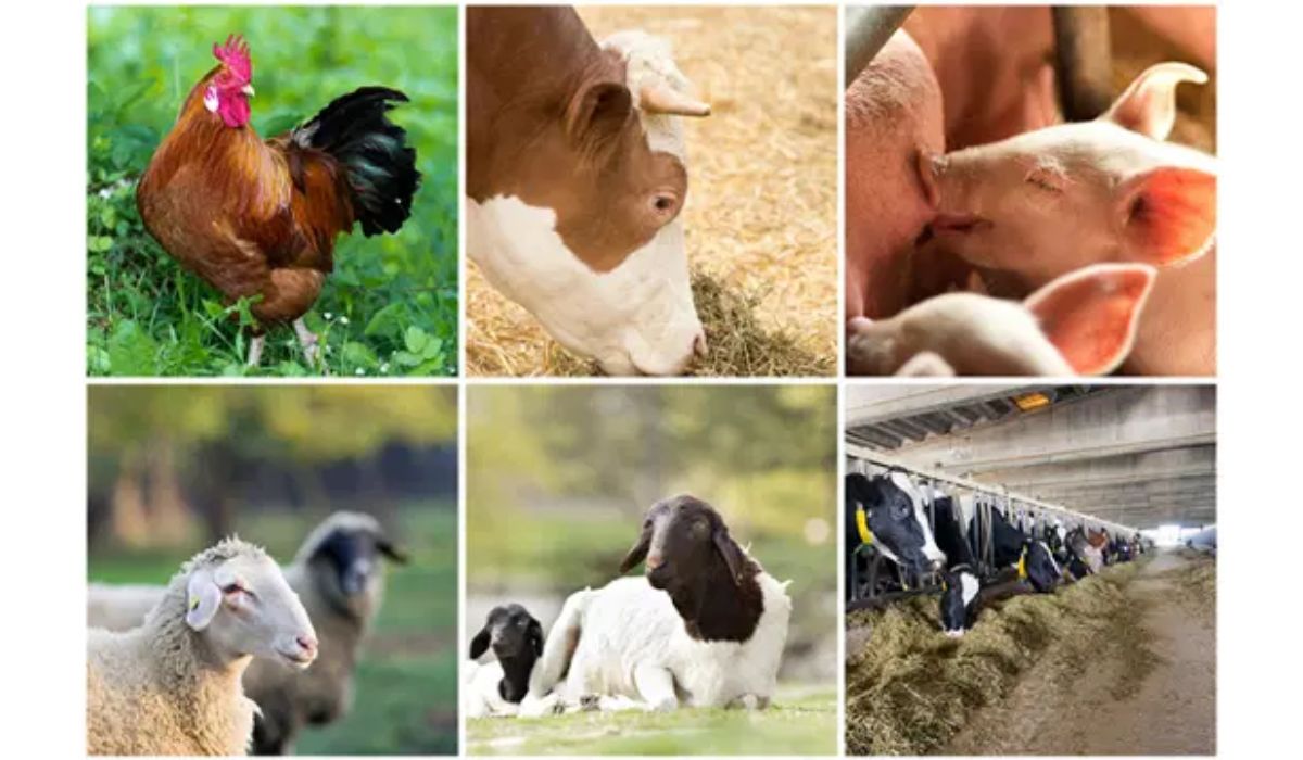 Gombe Secures ₦60bn to Kickstart Agro-Livestock Industrial Zone