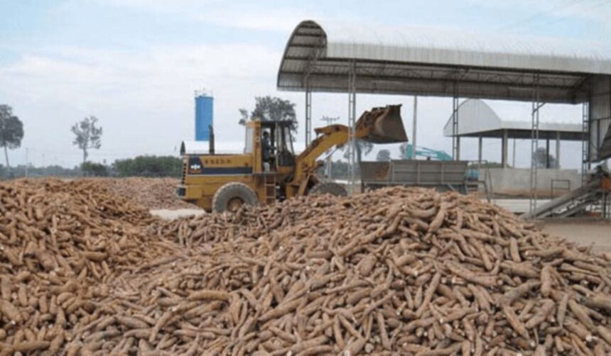 Nigeria Leads in Cassava Production but Lags in Global Processing Market