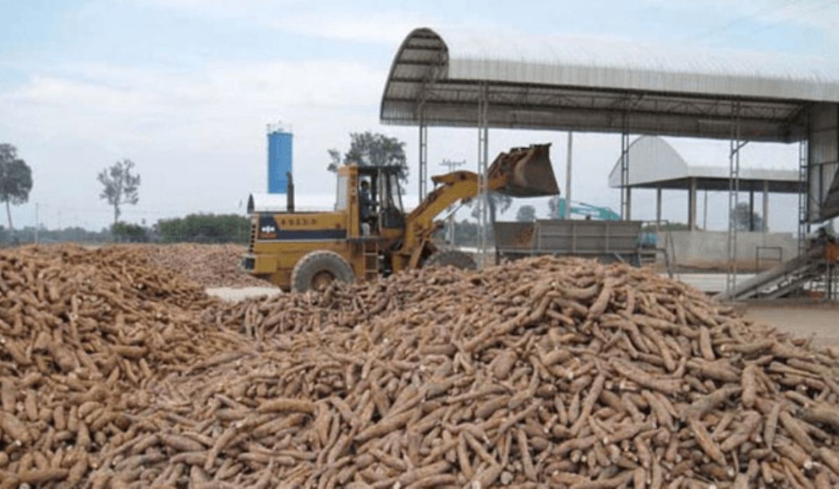 Nigeria Leads in Cassava Production but Lags in Global Processing Market