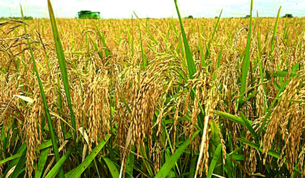 Jigawa Approves N7bn for Dry Season Rice Farming Programme