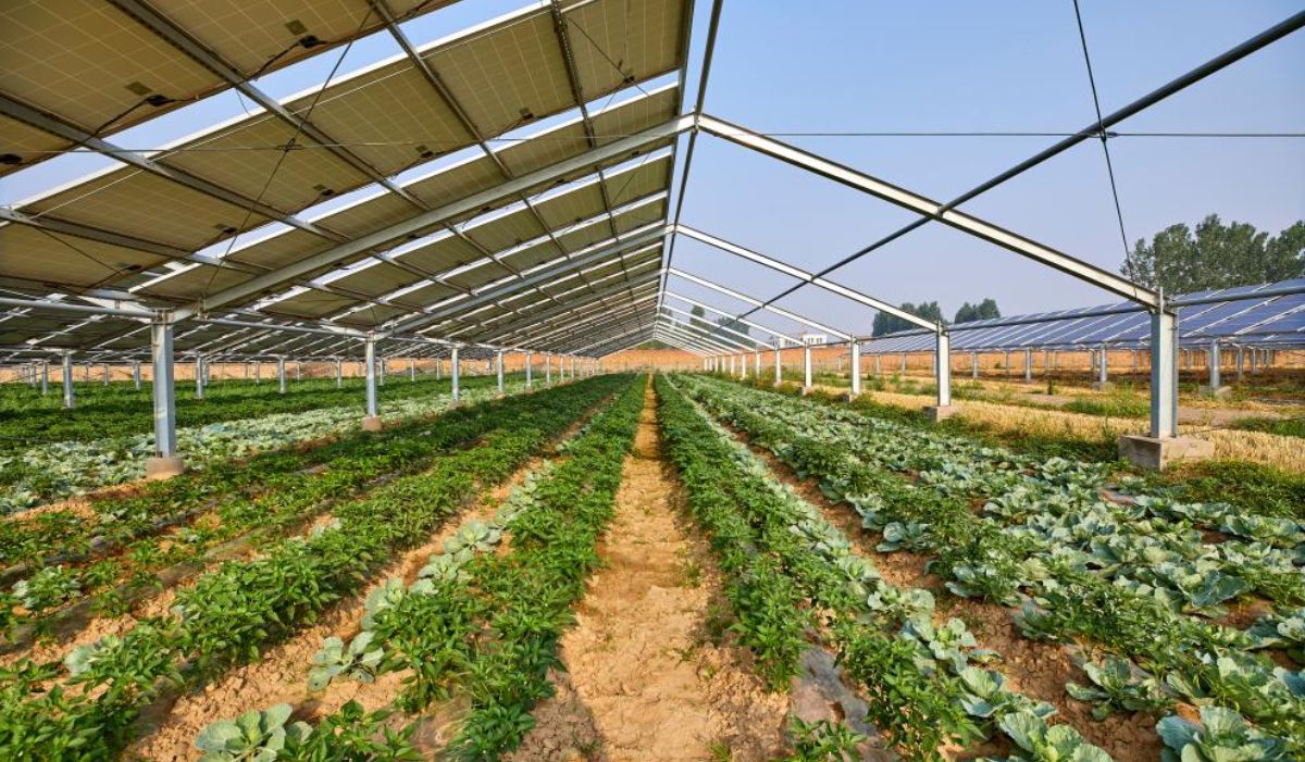 Chinese Investors Eye $720m Agriculture, Energy Projects in Katsina