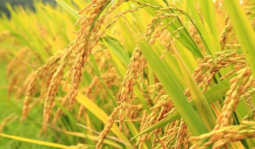 How A Successful Benin Coup Could Have Disrupted Nigeria's ₦40 Billion Monthly Rice Supply Chain